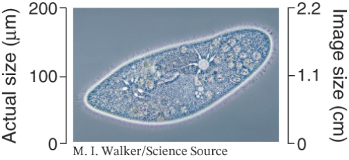 Using the information from the image below, determine the magnification of the microbe.   A)  200X B)  2.2X C)  91X D)  110X