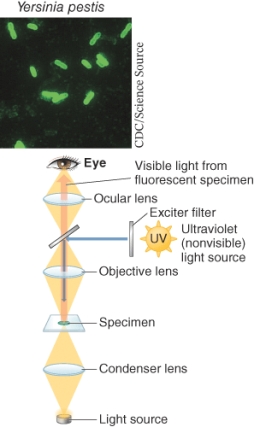What type of microscope is shown below?   A)  Bright field microscope B)  Transmission electron microscope C)  Dark field microscope D)  Fluorescence microscope