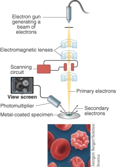 What type of microscope is shown below?   A)  Dark field microscope B)  Transmission electron microscope C)  Scanning electron microscope D)  Fluorescence microscope