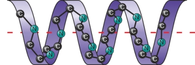 The ________ level of protein structure is shown below.   A)  primary B)  secondary C)  tertiary D)  quaternary