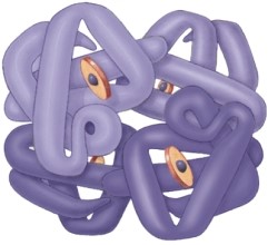 This molecule demonstrates the ________ level of protein structure.   A)  primary B)  secondary C)  tertiary D)  quaternary