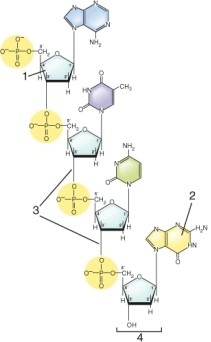 Identify the numbered items on this strand of DNA.   A)  1=deoxyribose; 2 =purine; 3= phosphodiester bonds; 4= 3' end B)  1=deoxyribose; 2=purine; 3= ester bonds; 4=3' end C)  1=deoxyribose; 2=pyrimidine; 3= ester bonds; 4= 5' end D)  1=ribose; 2=pyrimidine; 3= phosphodiester bonds; 4=5' end