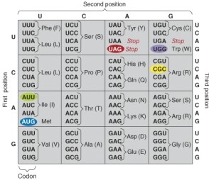Using the genetic code table provided, convert this mRNA sequence into a polypeptide. AUG CUA AUA GUG UAG   A)  met-leu-ile-val-stop B)  ile-leu-val-met-stop C)  met-trp-ile-arg-phe D)  met-trp-ile-arg-stop