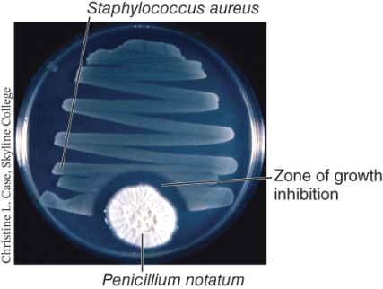 Examine the photo below and determine which of the following statements is accurate. (Select all that apply)    A)  The zone of growth inhibition is an example of antibiosis. B)  The Staphylococcus aureus is secreting an antibiotic compound. C)  The growth of Penicillium notatum is being inhibited by the secretions of the Staphylococcus aureus. D)  It is clear that the Staphylococcus aureus is resistant to the inhibitory chemicals secreted by the Penicillium notatum.