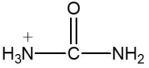 Which one of the following compounds is an amino acid? A)      B)      C)      D)      E)    