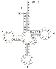 <strong>Where is the anticodon in the following structure? </strong> A) 1 B) 2 C) 3 D) 4 E) 5