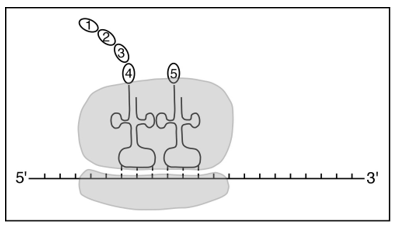<strong>Which diagram correctly depicts a ribosome engaged in translation?</strong> A) B) C) D)