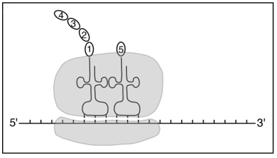 <strong>Which diagram correctly depicts a ribosome engaged in translation?</strong> A) B) C) D)
