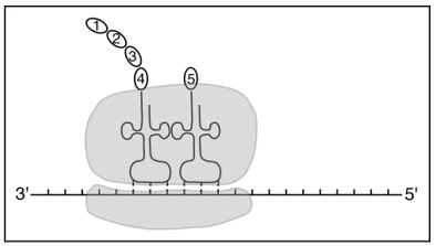 <strong>Which diagram correctly depicts a ribosome engaged in translation?</strong> A) B) C) D)