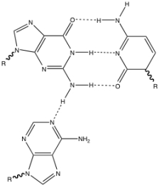 Which of the following is seen in the following figure?    A)  a standard G-C base pair with a nonstandard A-G base pair B)  a standard A-U base pair with a nonstandard A-G base pair C)  a standard G-U base pair with a nonstandard A-C base pair D)  a standard A-C base pair with a nonstandard U-G base pair E)  a standard G-U base pair with a nonstandard G-G base pair