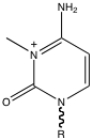 What modified base is seen in the following figure?   A)  3-methyluridine B)  3-methylcytidine C)  3-methyladenosine D)  3-methylguanosine E)  none of the above