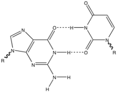 Which of the following best describe the following base pair?   A)  a typical G-C base pair B)  a typical A-U base pair C)  a nonstandard C-A base pair D)  a nonstandard G-U base pair E)  a nonstandard G-C base pair