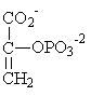 Which of the following compounds is used to produce ATP by substrate-level phosphorylation in glycolysis? A)     B)     C)     D)     E)    