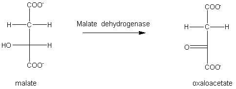 The reaction below is an example of _________________.   A)  dehydration B)  hydration C)  oxidation D)  reduction E)  none of the above