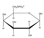 Which of the following is glucose-6-phosphate? A)     B)     C)     D)     E)  none of the above