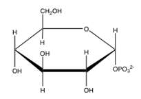 Which of the following is glucose-6-phosphate? A)     B)     C)     D)     E)  none of the above