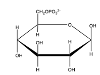 Which of the following is glucose-6-phosphate? A)     B)     C)     D)     E)  none of the above