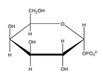 Which of the following is glucose-6-phosphate? A)     B)     C)     D)     E)  none of the above
