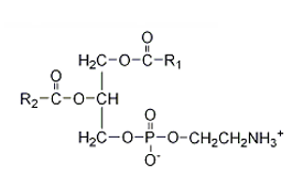 <strong>Which of the following structures correctly represents a glycerophospholipid?</strong> A)   B)   C)   D)    E) none of the above <div style=padding-top: 35px> 