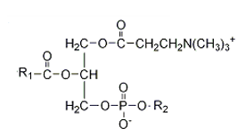 <strong>Which of the following structures correctly represents a glycerophospholipid?</strong> A)   B)   C)   D)    E) none of the above <div style=padding-top: 35px> 