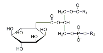 <strong>Which of the following structures correctly represents a glycerophospholipid?</strong> A)   B)   C)   D)    E) none of the above <div style=padding-top: 35px> 