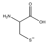 Which of the following structures shows the prevalent form of cysteine at pH 12? A)     B)     C)     D)     E)  none of these choices