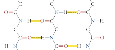  The following is an example of ___.   A)  parallel  \alpha -helix B)  parallel  \beta -sheet C)  antiparallel  \alpha -helix D)  antiparallel \beta -sheet E)  none of these choices 