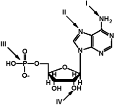 Exhibit 2A The structure of ATP with various groups labeled. Group III is the entire phosphate group.   Refer to Exhibit 2A. Which of the functional groups cannot function as a hydrogen donor to water? A)  I B)  II C)  III D)  IV E)  All can donate a hydrogen to water.