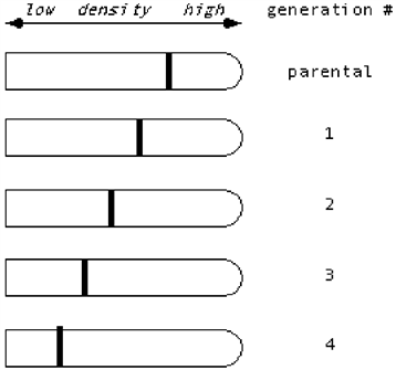 Suppose Meselson & Stahl had observed the following data in their famous experiment involving a switch from medium containing <sup>15</sup>N to <sup>14</sup>N. What would they have concluded about the nature of DNA replication?   A)  They still would have concluded that DNA replication is semiconservative, i.e., each double helix contains one parental strand and one newly synthesized strand. B)  They would have concluded that DNA replication is conservative, i.e., one double helix contains only the parental strands, while the other contains only newly synthesized DNA. C)  They would have concluded that DNA replication is dispersive\random, i.e., each strand of each double helix contains a mixture of parental and newly synthesized sequences. D)  They would have been unable to distinguish which is correct.