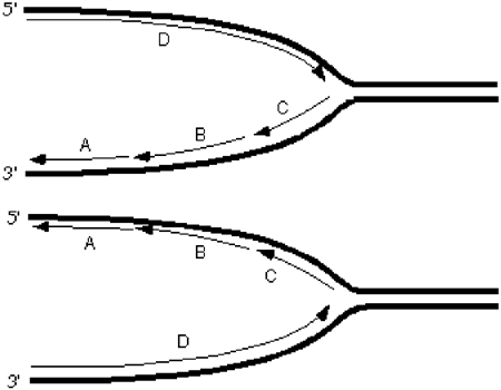 Exhibit 10A Consider the following diagrams showing a replication fork moving from left to right. The thick lines represent the template\parental strands. The 5' and 3' represent the ends of those template\parental strands.   Refer to Exhibit 10A. Which diagram correctly depicts the orientation of the lagging and leading strands on the parentals? A)  The top B)  The bottom C)  Neither is fully accurate. D)  Either would be accurate dependent on the organism being studied.