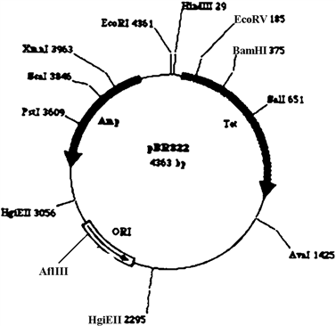 Exhibit 13A This is a map of the pBR322 plasmid, numbers on the map refer to the base where the site is located.   Refer to Exhibit 13A. If a recombinant plasmid was obtained inserting DNA into the Bam HI site, screening for the recombinant plasmid can be done by the following technique. A)  Plate on nutrient agar plates that contain ampicillin. B)  Plate on nutrient agar plates that contain tetracycline. C)  Plate on nutrient agar plates that contain both ampicillin and tetracycline. D)  Plate on nutrient agar plates that contain ampicillin, followed by replica plating on tetracycline. E)  Plate on nutrient agar plates that contain tetracycline, followed by replica plating on ampicillin.