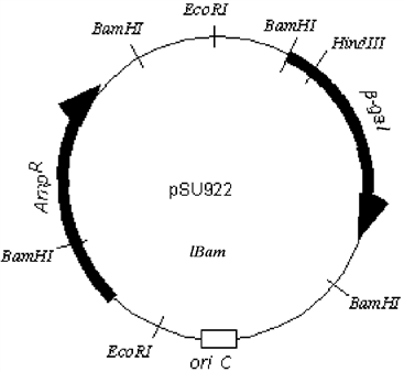 Exhibit 13D The plasmid pSU922 is a circular DNA containing 25000 base pairs. The β -gal gene codes for the enzyme β -galactosidase, the product of which will turn bacterial colonies blue when grown in the presence of X-gal; the Amp<sup>R</sup> gene confers ampicillin resistance.   Refer to Exhibit 13D. Neglecting any discussion of whether it's a good or bad choice, I attempt to insert a gene fragment into the Hind III site and transform bacteria with the plasmid. How can I tell which transformants have the insert? A)  The bacteria will not be able to grow in the presence of ampicillin, and they will be blue. B)  The bacteria will not be able to grow in the presence of ampicillin, and they will be white. C)  The bacteria will be able to grow in the presence of ampicillin, and they will be blue. D)  The bacteria will be able to grow in the presence of ampicillin, and they will be white.