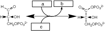 Which group of small molecules best fit the boxes associated with the reaction shown?     A)  I B)  II C)  III D)  IV