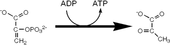 Which enzyme catalyzes reaction the reaction shown?   A)  enolase B)  pyruvate dehydrogenase C)  pyruvate kinase D)  phosphoglycerate mutase