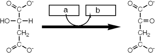 Which group of small molecules best fit the boxes associated with the reaction shown?     A)  I B)  II C)  III D)  IV
