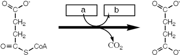 Which group of small molecules best fit the boxes associated with the reaction shown?     A)  I B)  II C)  III D)  IV