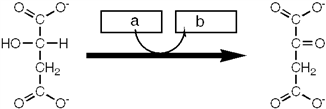 Which enzyme catalyzes the reaction shown?   A)  isocitrate dehydrogenase B)  pyruvate dehydrogenase C)  fumarase D)  succinate dehydrogenase E)  none of these