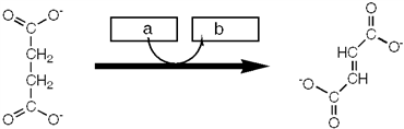 Which enzyme catalyzes the reaction shown?   A)  isocitrate dehydrogenase B)  malate dehydrogenase C)  fumarase D)  succinate dehydrogenase E)  none of these