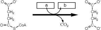 Which enzyme catalyzes the reaction shown?   A)  succinyl-CoA synthetase B)  succinate dehydrogenase C)  pyruvate dehydrogenase D)  α -ketoglutarate dehydrogenase