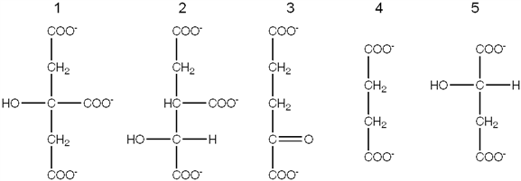 Exhibit 19A The following compounds are all intermediates in the citric acid cycle.   Refer to Exhibit 19A. Which intermediate is formed from acetyl-CoA and oxaloacetate. A)  1 B)  2 C)  3 D)  4 E)  5