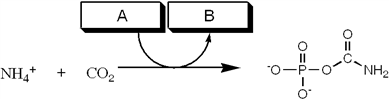 Which group of small molecules best fit the boxes associated with the reaction shown?     A)  I B)  II C)  III D)  IV
