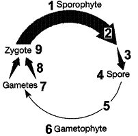Figure 10-2   The process occurring at arrow 3 in the accompanying figure is: A)  fertilization. B)  G<sub>1</sub>. C)  meiosis. D)  mitosis. E)  fusion.