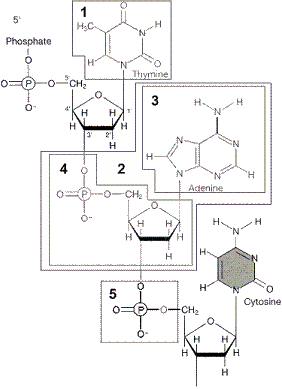 Figure 12-1   The chemical group box 1 in the accompanying figure is a: A)  pyrimidine. B)  purine. C)  phosphate. D)  amino acid. E)  covalent bond.