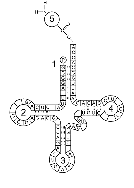 Figure 13-2   Refer to the accompanying figure. The portion of the molecule labeled as 5 is: A)  the attached amino acid. B)  a double-stranded DNA region. C)  a single-stranded DNA region. D)  the anticodon. E)  the codon.