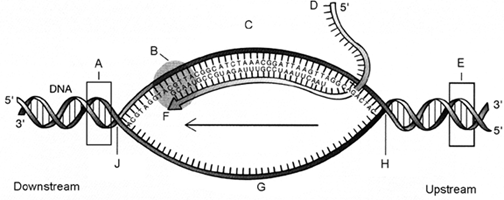 Figure 13-3   Refer to the accompanying figure. Which label indicates the location of the promoter region? A)  A B)  B C)  C D)  D E)  E