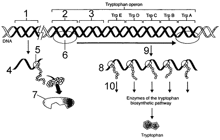 Figure 14-1   Refer to the accompanying figure. The area of the tryptophan operon labeled as 3 is the: A)  promoter. B)  repressor gene. C)  ribosome. D)  RNA polymerase. E)  operator.