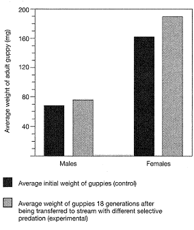 Figure 18-3   The results in the accompanying figure support the conclusion that: A)  natural selection does not occur in guppies. B)  natural selection can occur in guppies within a few generations. C)  predation is not a selective force in determining the average size of guppies. D)  male body weight increased proportionately more than female body weight. E)  in the experimental setting, the guppies produced fewer, larger offspring.