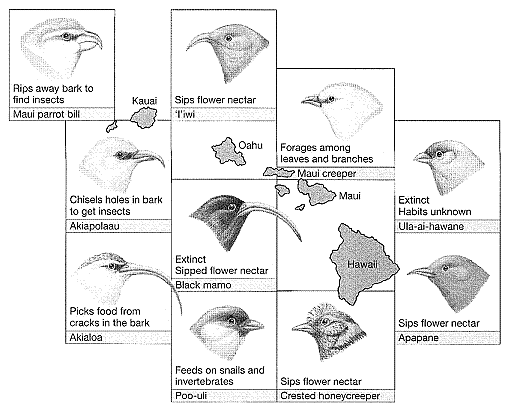 Figure 20-2   In the accompanying figure, note the variation in these closely related birds. What does this illustrate? A)  hybridization B)  macroevolution C)  hybrid inviability D)  adaptive radiation E)  allometric radiation