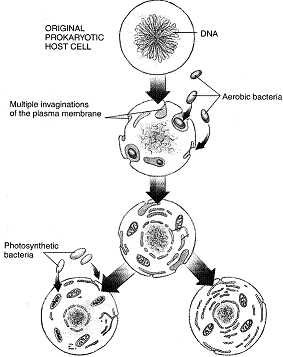 Figure 21-1   The theory illustrated by the accompanying figure is used to explain the origin of which organisms? A)  anaerobes B)  eukaryotes C)  prokaryotes D)  protobionts E)  vascular plants