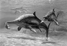 Figure 21-2   During which time period did the animal in the accompanying figure appear? A)  Jurassic B)  Triassic C)  Permian D)  Devonian E)  Cretaceous
